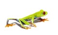 Red-eyed tree frog walking away, Agalychnis callidryas Royalty Free Stock Photo
