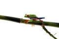 Red-Eyed Tree Frog Walking On Bamboo Royalty Free Stock Photo