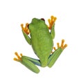 Red-eyed tree frog on white background Royalty Free Stock Photo