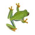 Red-eyed tree frog on white background Royalty Free Stock Photo