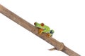 Red-eyed tree frog on white background Royalty Free Stock Photo