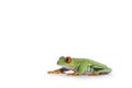 Red-eyed tree frog on white background Royalty Free Stock Photo