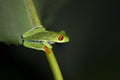 Red eyed tree frogs resting on leafs in a night in  costa rica Royalty Free Stock Photo