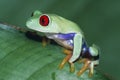 Red-eyed Treefrog Royalty Free Stock Photo