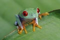 Red-eyed Treefrog