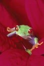 Red-eyed Treefrog