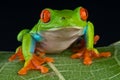 Red-eyed treefrog Royalty Free Stock Photo