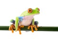 Red eyed treefrog Royalty Free Stock Photo