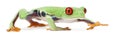 Red-eyed Treefrog, Agalychnis callidryas Royalty Free Stock Photo