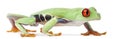 Red-eyed Treefrog, Agalychnis callidryas Royalty Free Stock Photo