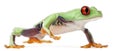 Red-eyed Treefrog, Agalychnis callidryas