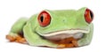 Red-eyed Treefrog, Agalychnis callidryas Royalty Free Stock Photo