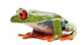 Red-eyed Treefrog, Agalychnis callidryas Royalty Free Stock Photo