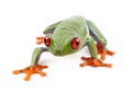 Red-eyed Treefrog, Agalychnis callidryas Royalty Free Stock Photo