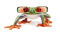 Red-eyed Treefrog, Agalychnis callidryas wearing sunglasses Royalty Free Stock Photo