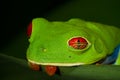 Red-eyed Treefrog Royalty Free Stock Photo