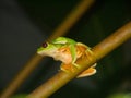 Red-eyed treefrogs