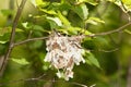 Red Eyed Vireo