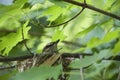 Red Eyed Vireo Nesting Royalty Free Stock Photo