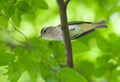 Red-eyed Vireo Royalty Free Stock Photo