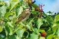 Red-eyed Vireo - Vireo olivaceus