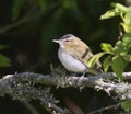 The red-eyed vireo (Vireo olivaceus)