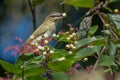 Red-eyed Vireo - Vireo olivaceus