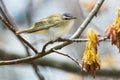 Red-eyed Vireo - Vireo olivaceus