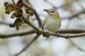 Red-eyed Vireo - Vireo olivaceus