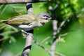 Red-Eyed Vireo Perched in a Tree Royalty Free Stock Photo