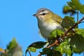 Red-eyed Vireo Royalty Free Stock Photo