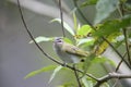 The red-eyed vireo (Vireo olivaceus) in Ecuador