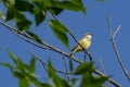 Portrait of Red-Eyed Vireo Singing Against Colorado SKy Royalty Free Stock Photo