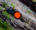 Red eyelash cup fungi mushroom on a fallen log in the forest Royalty Free Stock Photo