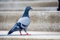 Indomalaya Pigeon or dove standing on the stone stairs Royalty Free Stock Photo