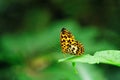 A butterfly stay on green leaf in Taoyuan, Taiwan, insect, beauty in Nature