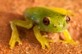 Red eyes green frog Royalty Free Stock Photo