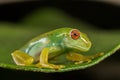 Red eyes green frog Royalty Free Stock Photo