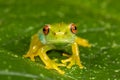 Red eyes green frog