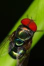 Red eyes hover fly closeup Royalty Free Stock Photo