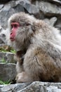 Red face japanese macaque or snow monkey