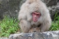 Red face japanese macaque or snow monkey