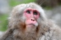 Red face japanese macaque or snow monkey