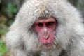 Red face japanese macaque or snow monkey