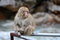 Red face japanese macaque or snow monkey