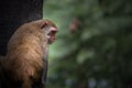 Red face monkey on a tree Royalty Free Stock Photo