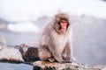 Red face snow monkey looking for something, Jigokudani Monkey Park. Royalty Free Stock Photo