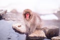 Red face snow monkey Looking at tourists, Jigokudani Monkey Park. Royalty Free Stock Photo