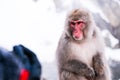 Red face snow monkey Looking at tourists, Jigokudani Monkey Park. Royalty Free Stock Photo