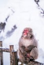 Red face snow monkey Looking at tourists, Jigokudani Monkey Park. Royalty Free Stock Photo